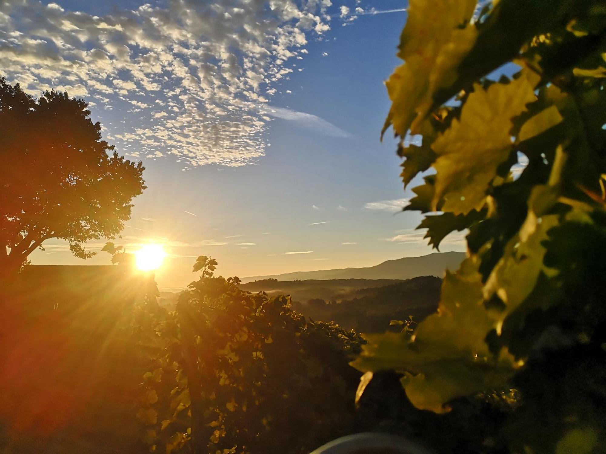 Peiserhof Ferien.Wein.Gut Suedsteiermark Villa Wies Exteriör bild